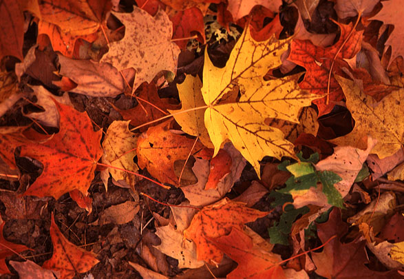 fall-leaves.jpg (98735 bytes)