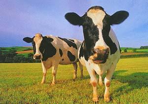 cows-cows-4000444.jpg (14698 bytes)