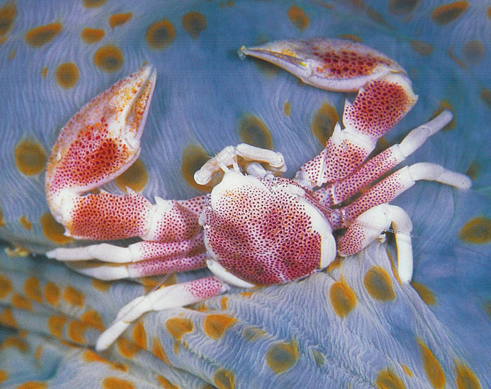 Crab.jpg (138122 bytes)