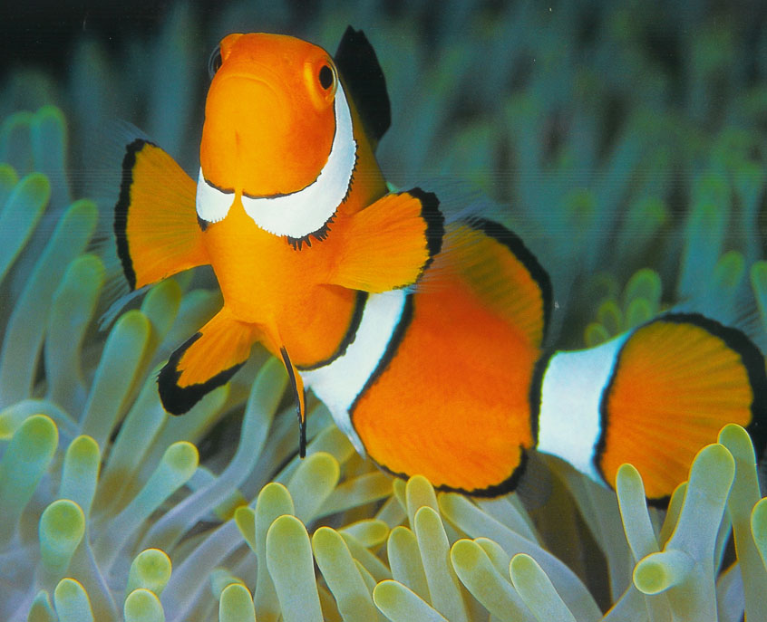 First Dive fish.jpg (123229 bytes)