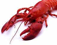 red-lobster.jpg (13981 bytes)