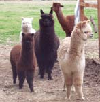 alpaca herd