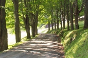 road-summer.jpg (20711 bytes)
