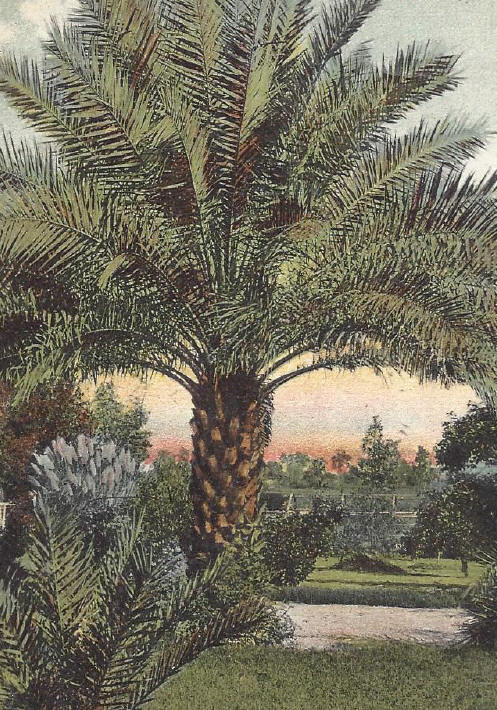 palm